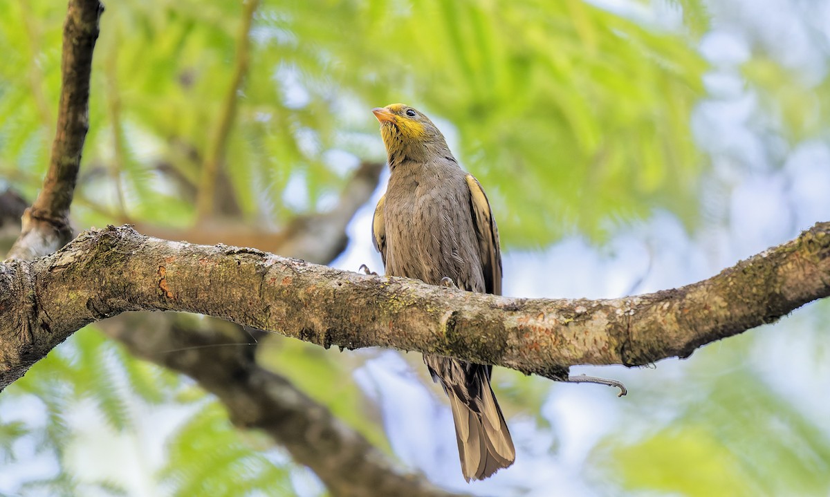 Indicador Indio - ML649190466