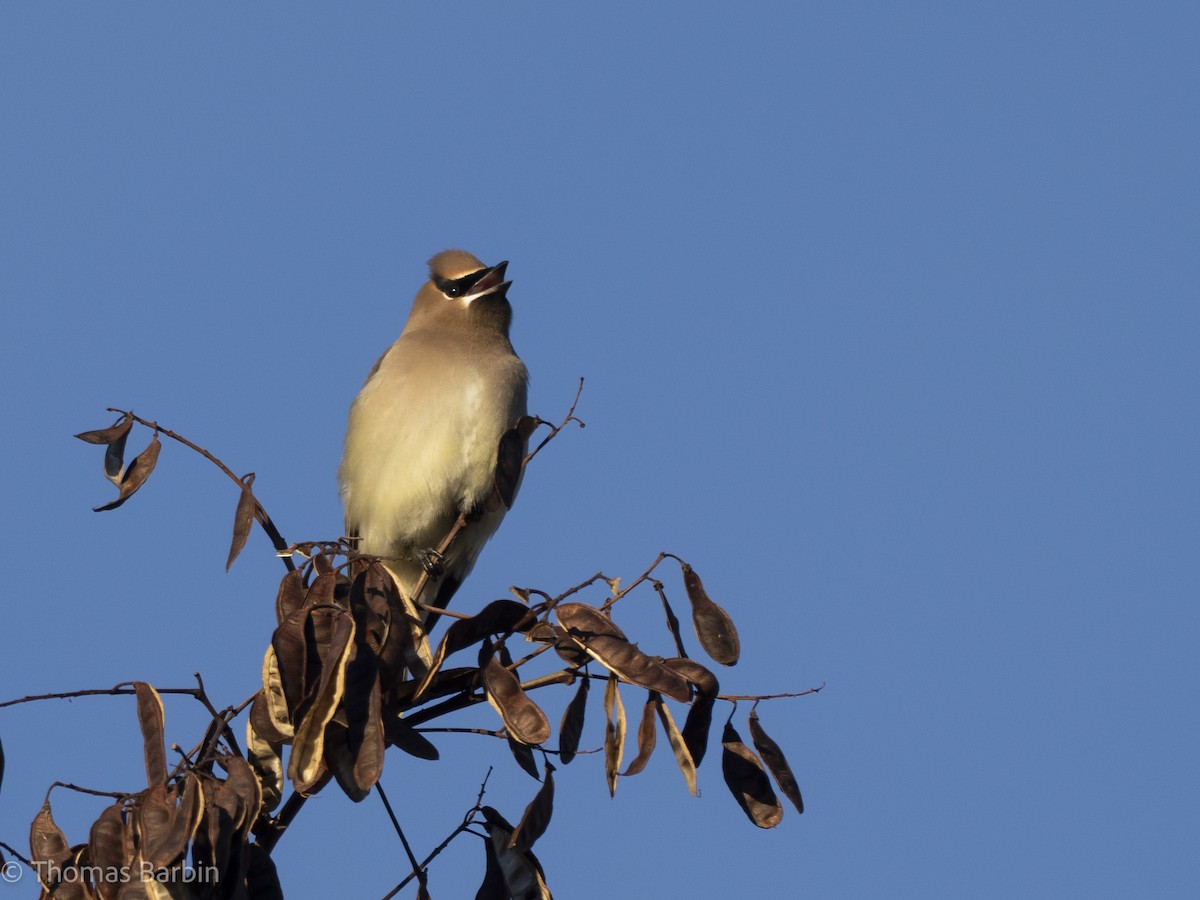 ציצנית אמריקנית - ML649190522