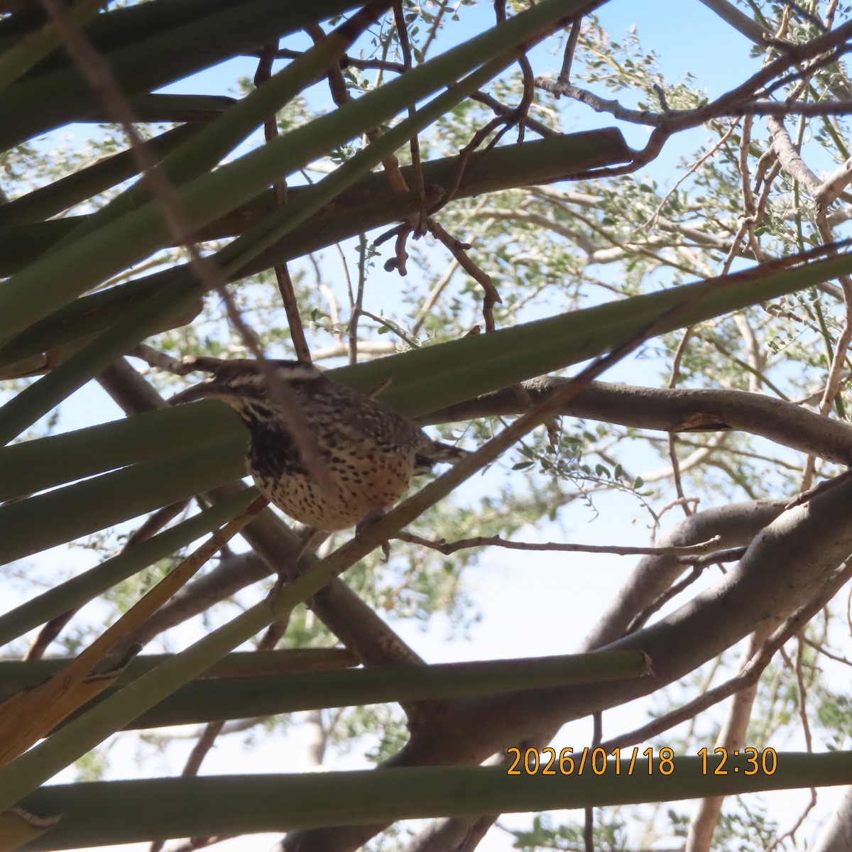 Кактусовый крапивник - ML649190526