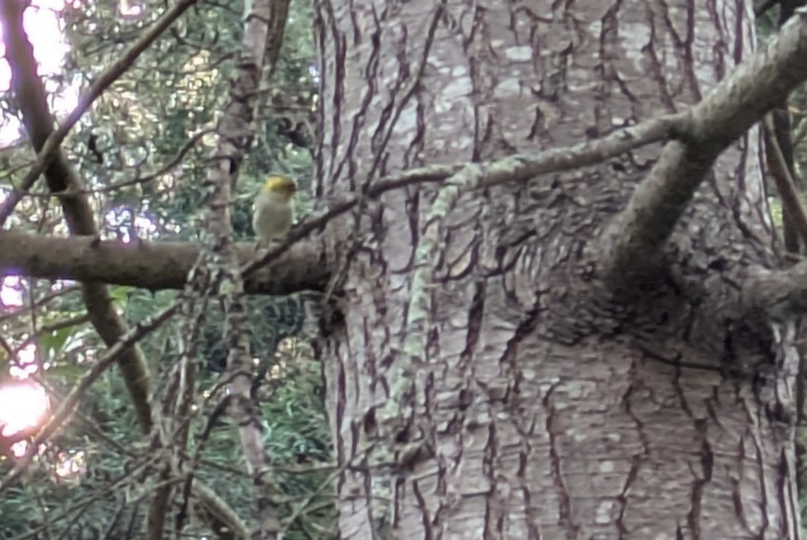 キガシラアメリカムシクイ - ML649190530