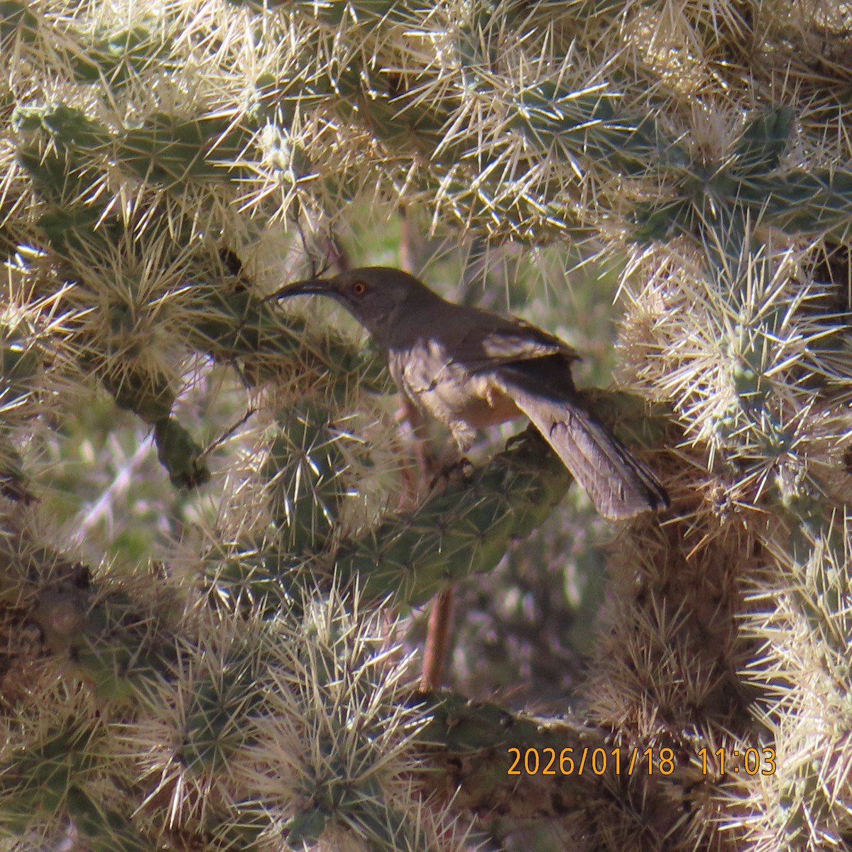 Кривоклювый пересмешник - ML649190544