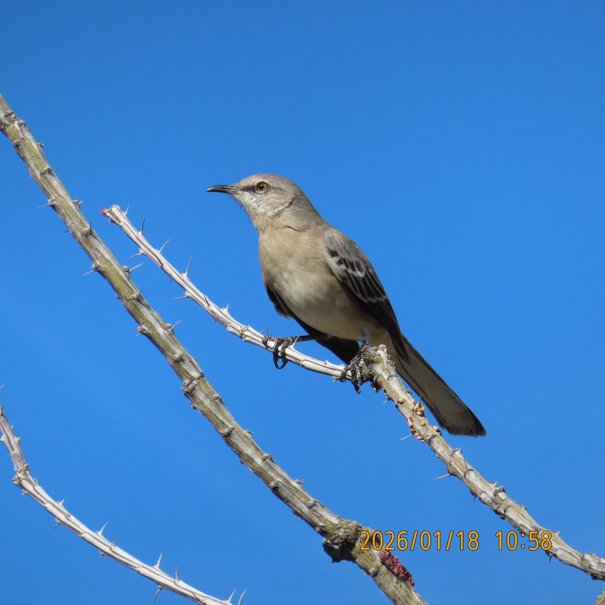 Многоголосый пересмешник - ML649190566