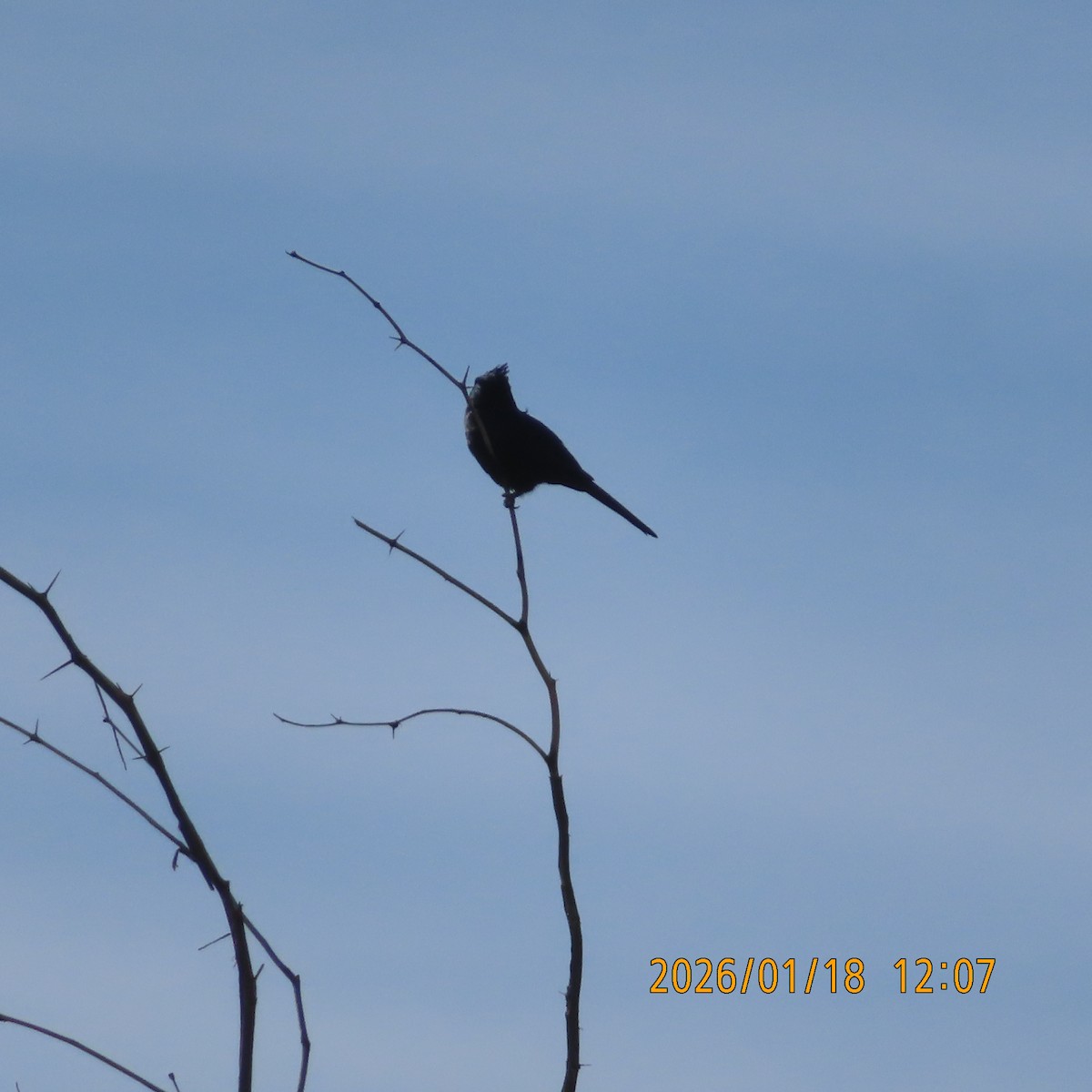 Чёрный шелкохвост - ML649190574