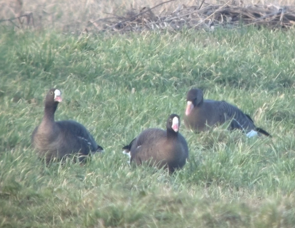 Ánsar Chico - ML649190610