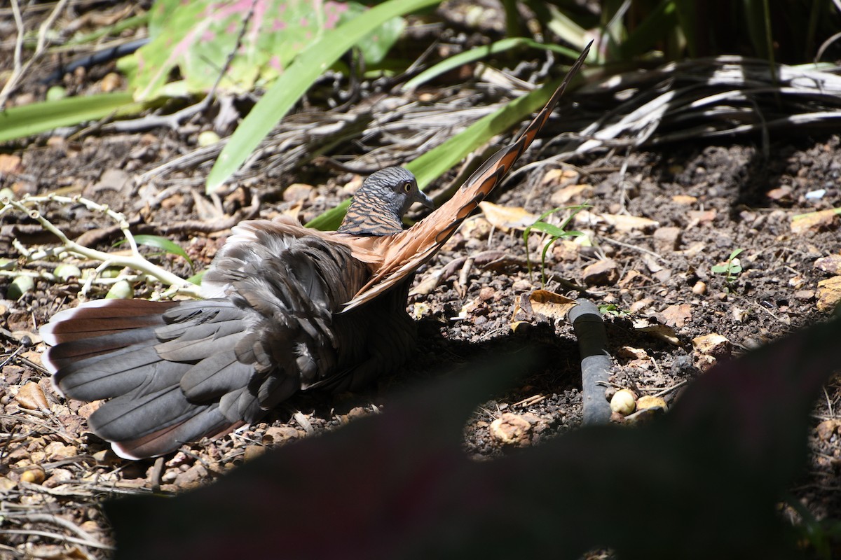 Bar-shouldered Dove - ML649190623