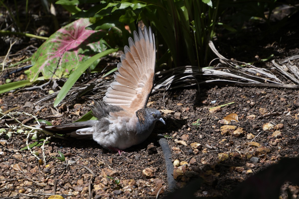 Bar-shouldered Dove - ML649190624