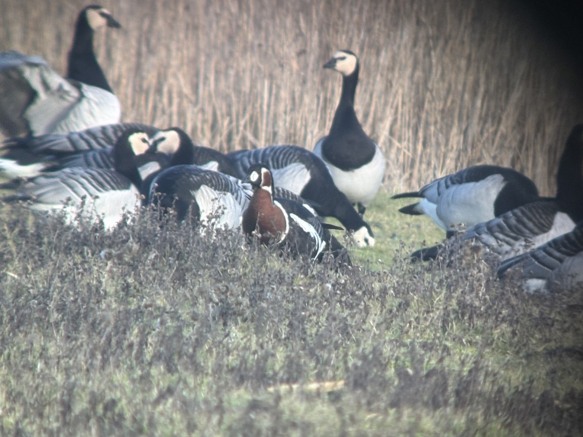 Barnacla Cuellirroja - ML649190658