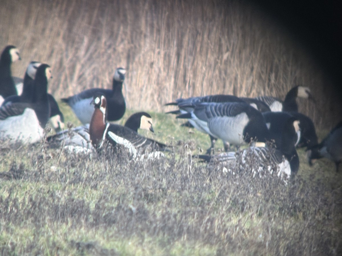 Barnacla Cuellirroja - ML649190659