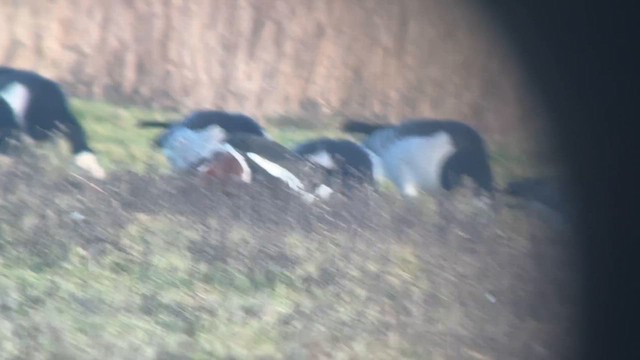 Barnacla Cuellirroja - ML649190660