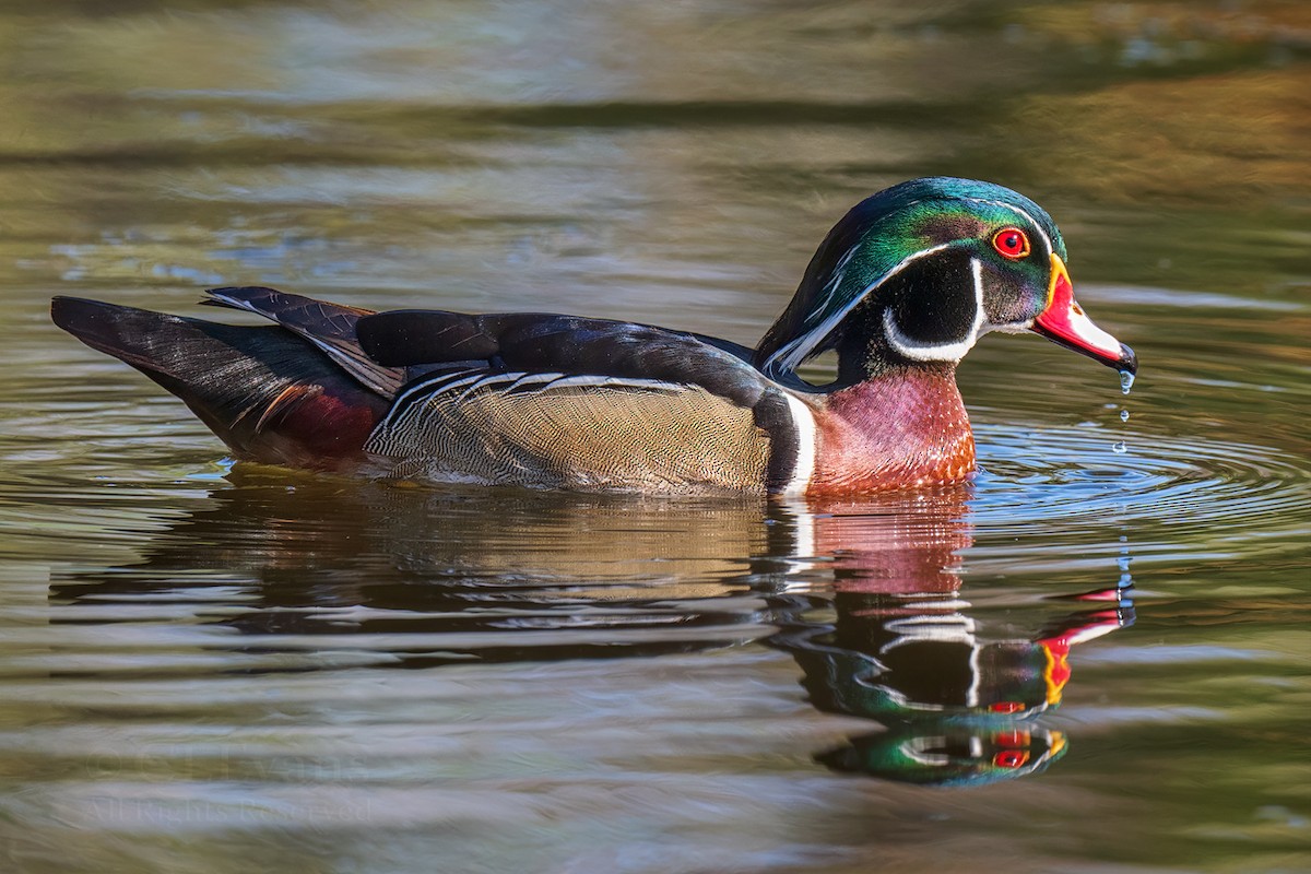 アメリカオシ - ML649190960