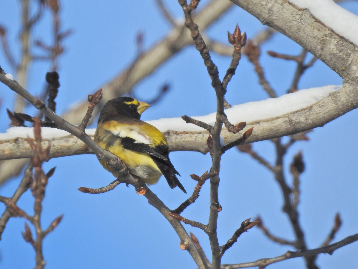 Gros-bec errant - ML649191069