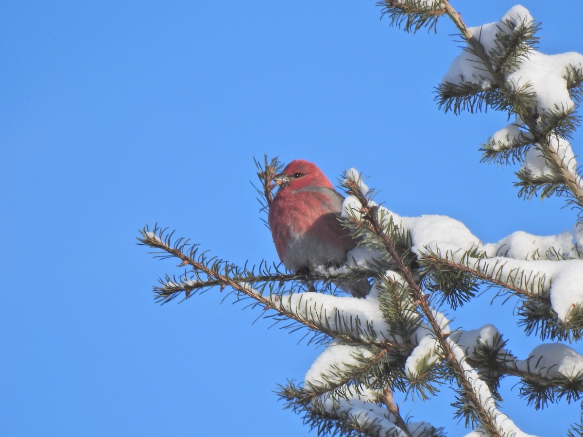 Durbec des sapins - ML649191072