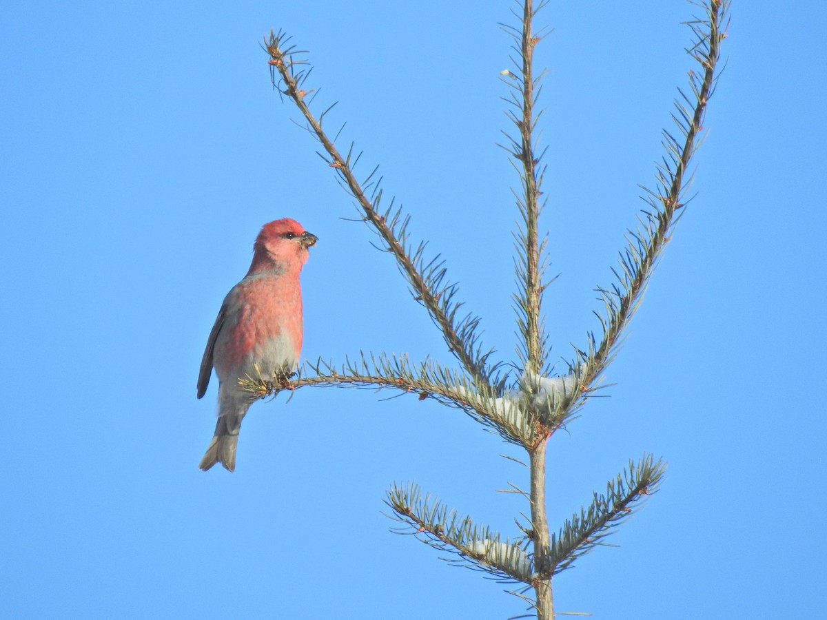 Durbec des sapins - ML649191073