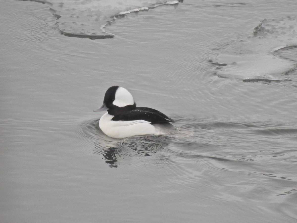 Petit Garrot - ML649191110