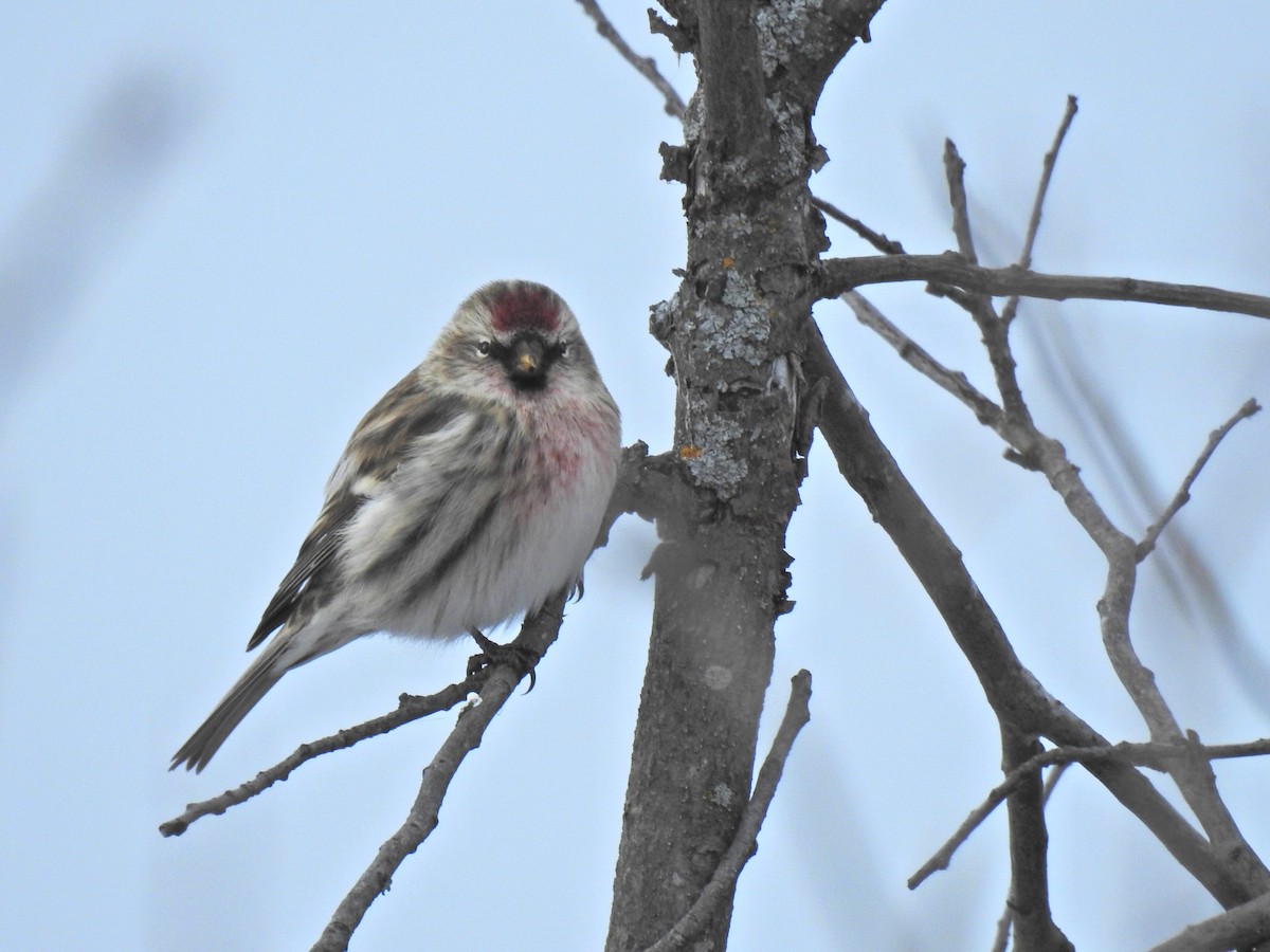 Sizerin flammé - ML649191119