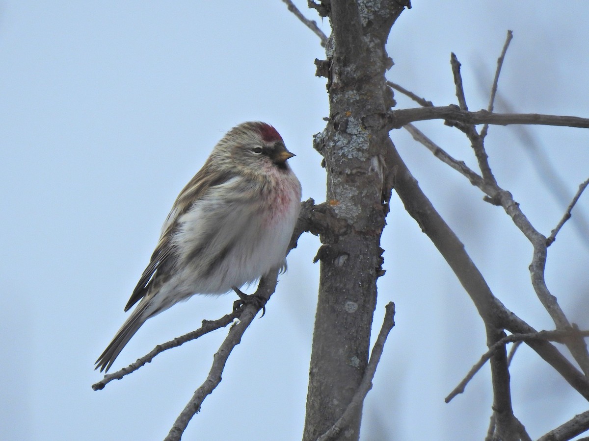 Sizerin flammé - ML649191120