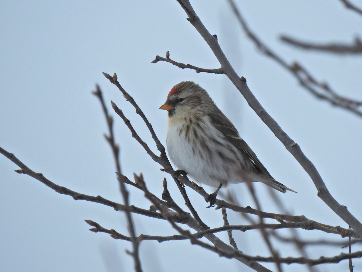 Sizerin flammé - ML649191121