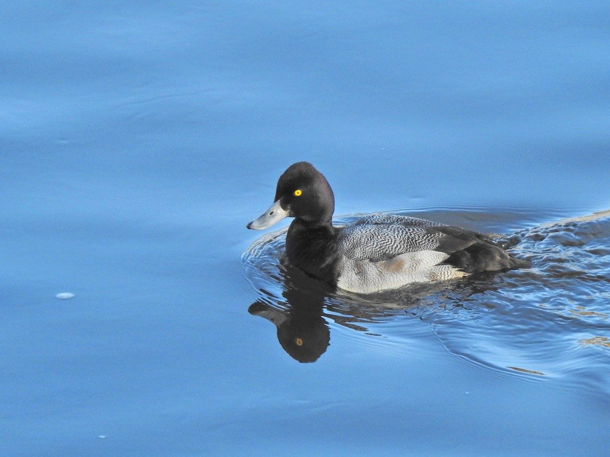 Petit Fuligule - ML649191154