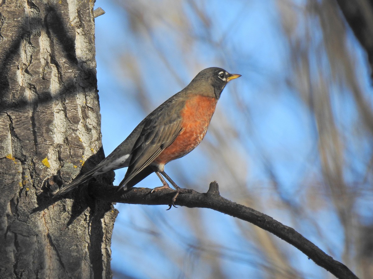 Merle d'Amérique - ML649191158