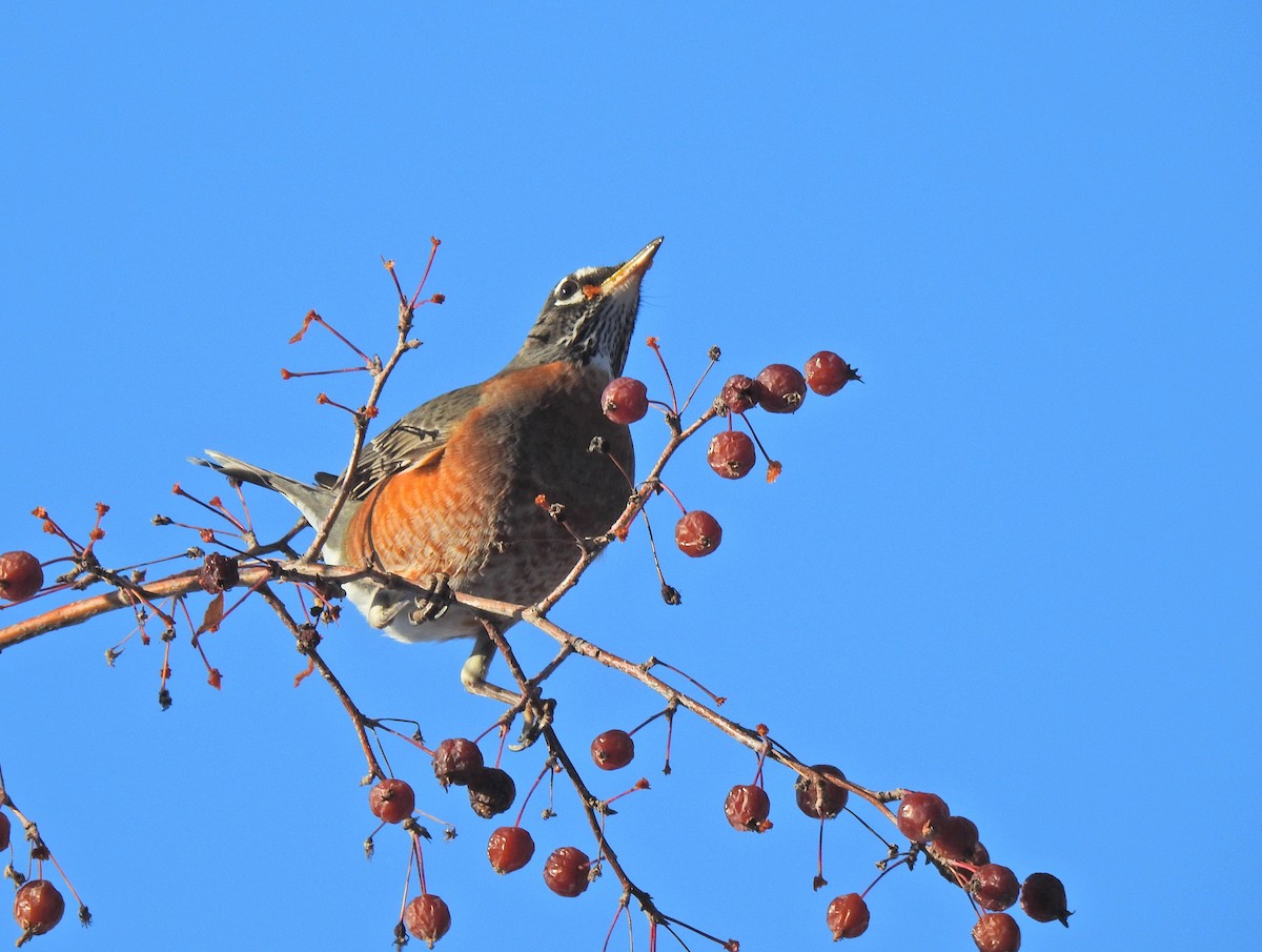 Merle d'Amérique - ML649191163