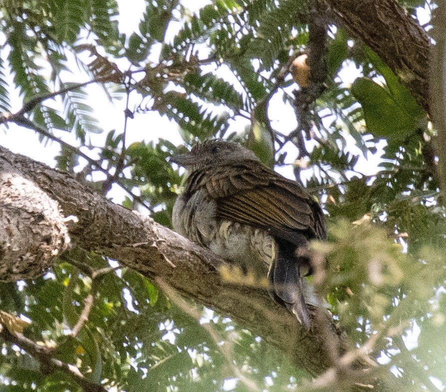 Scaly-throated Honeyguide - ML649191569