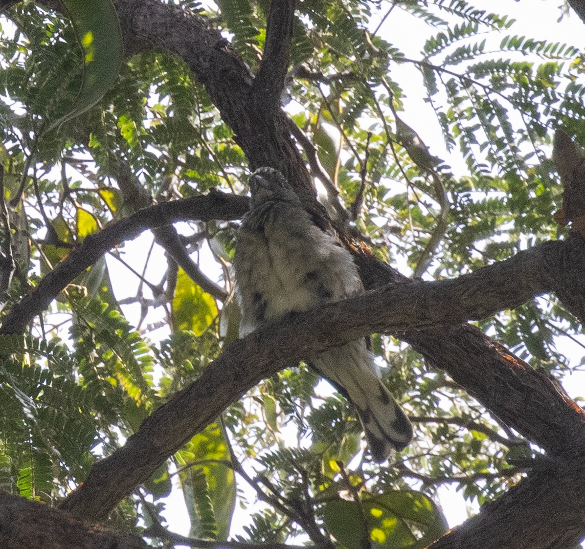 Scaly-throated Honeyguide - ML649191574