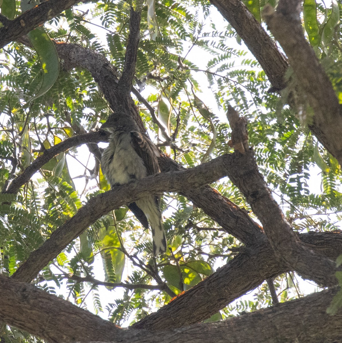 Scaly-throated Honeyguide - ML649191579