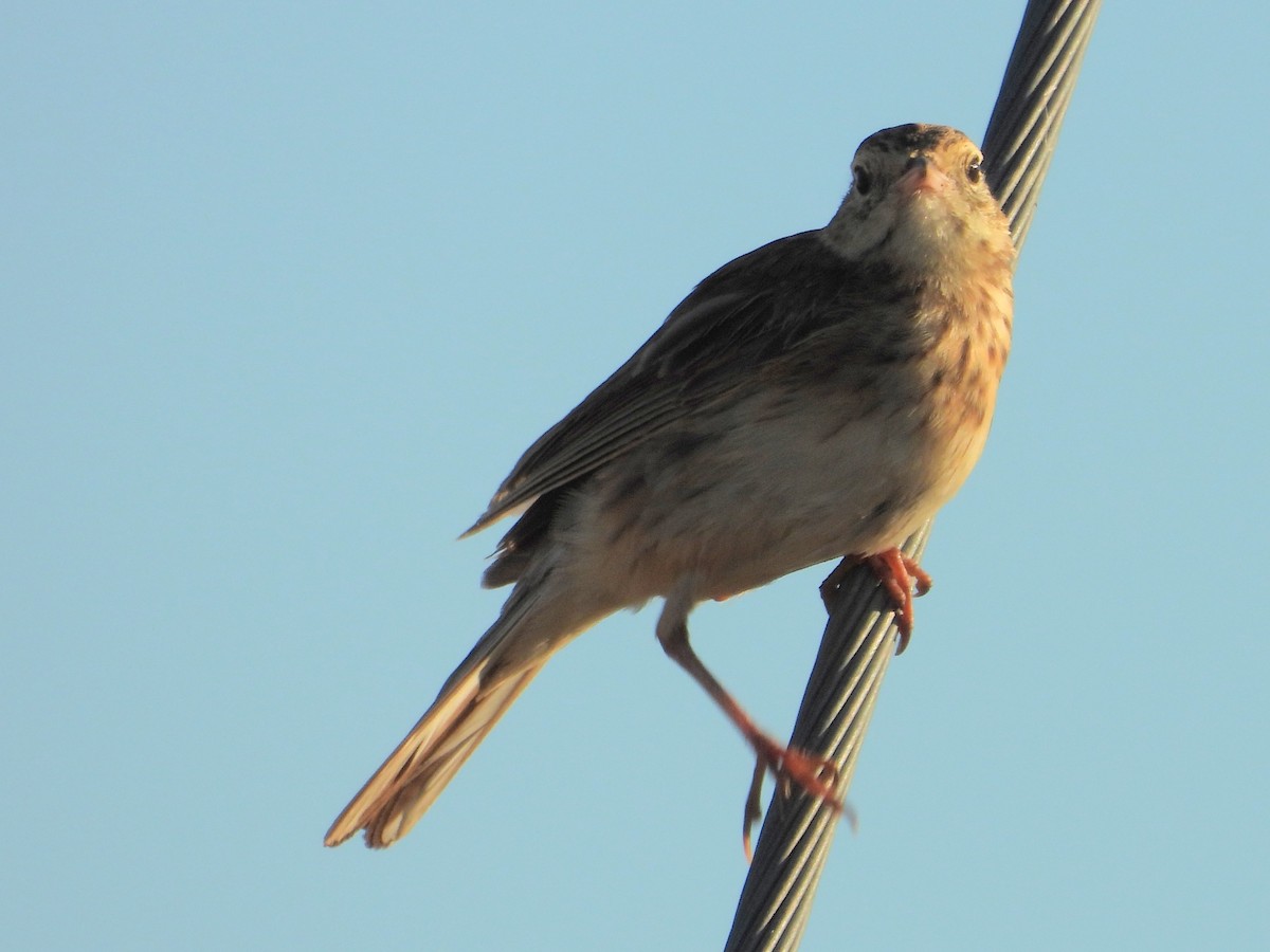 linduška australská - ML649191624