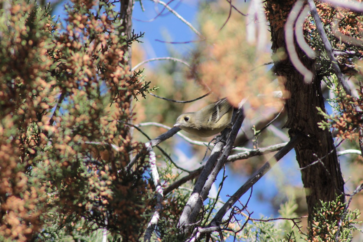 Hutton's Vireo - ML649191764