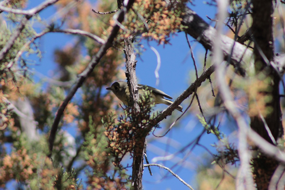 Hutton's Vireo - ML649191765