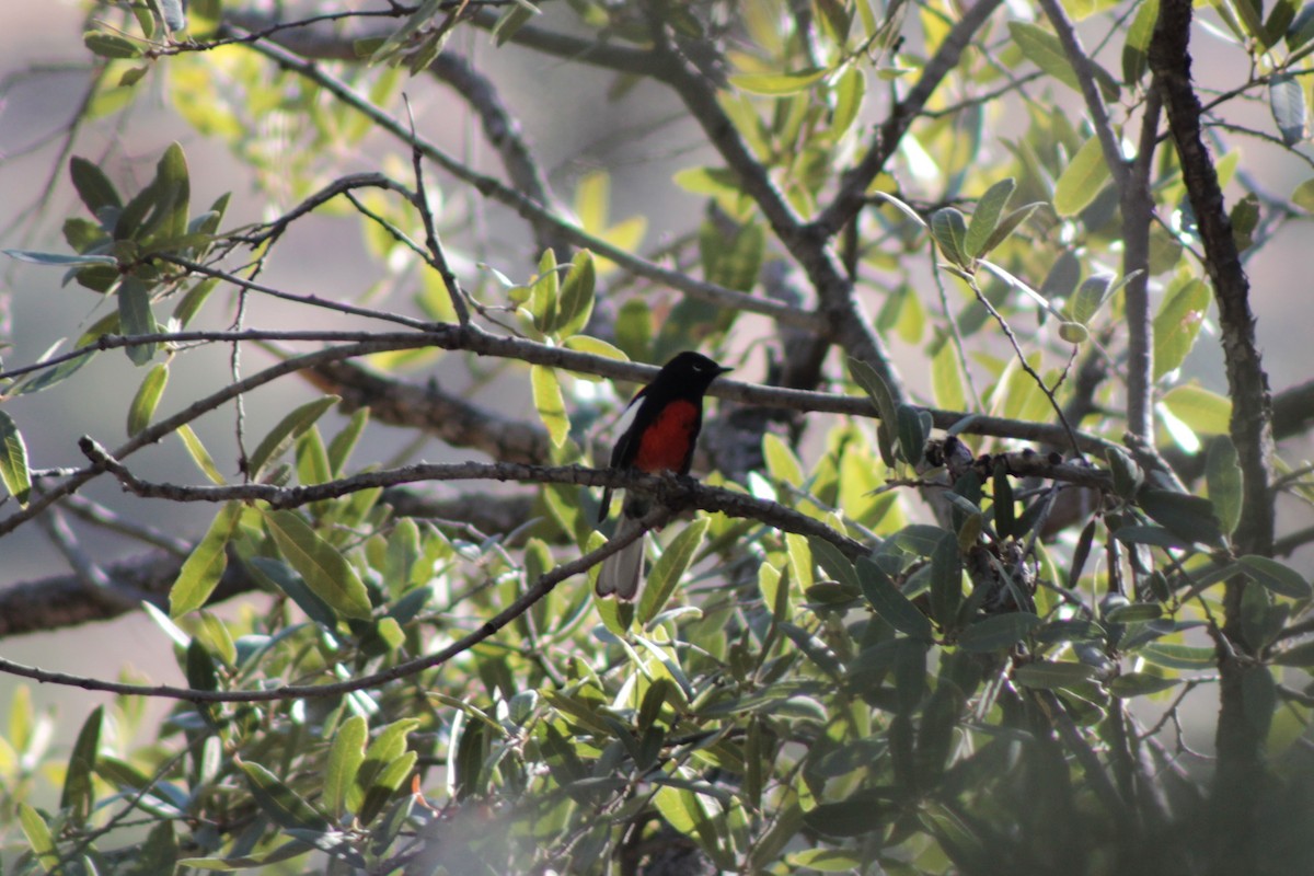 Painted Redstart - ML649191783