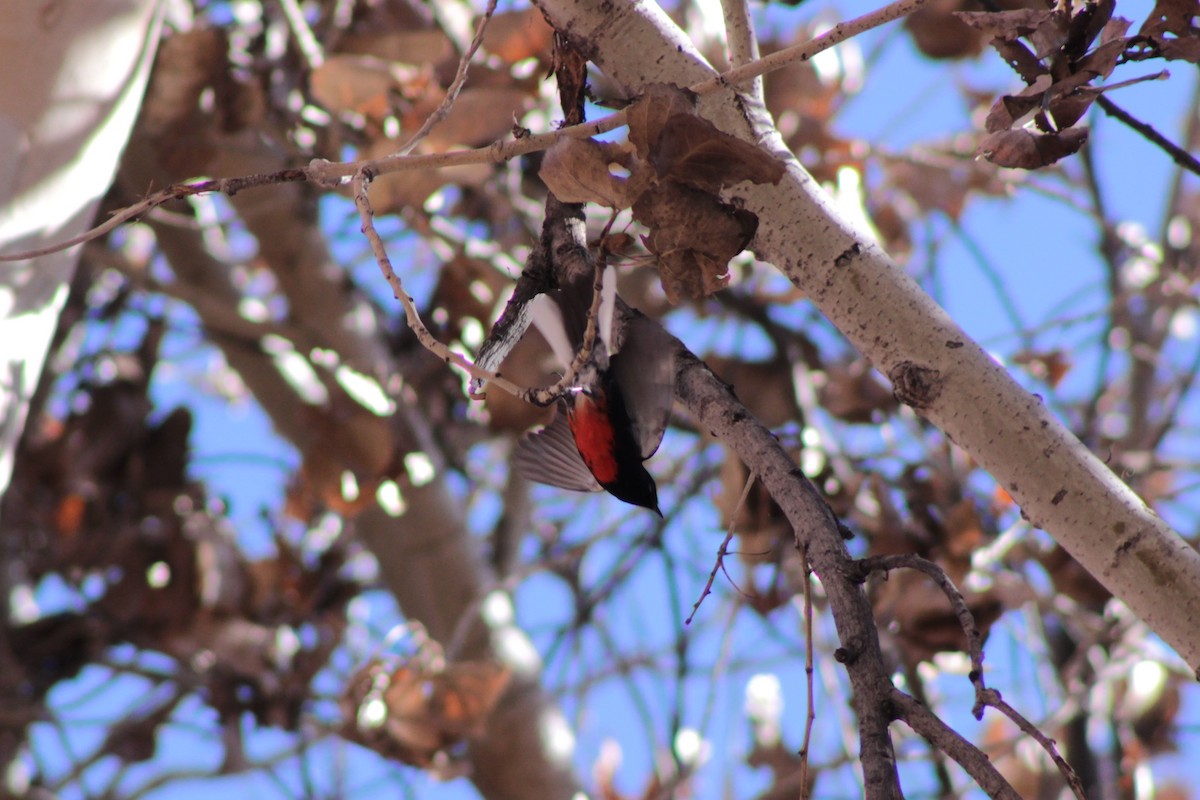 Painted Redstart - ML649191784