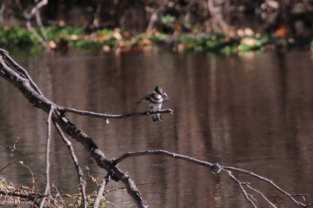 rybařík zelený - ML649191791