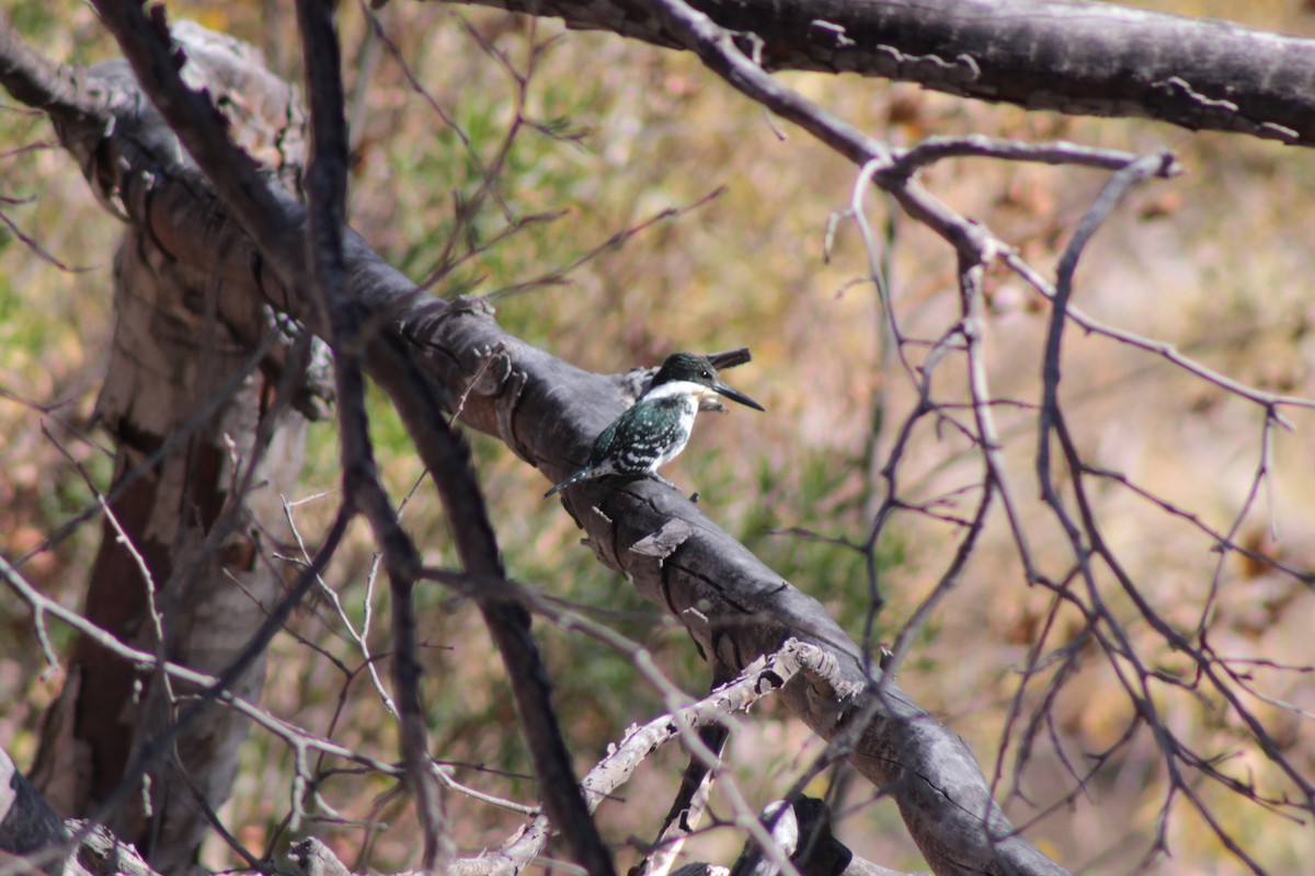 rybařík zelený - ML649191792