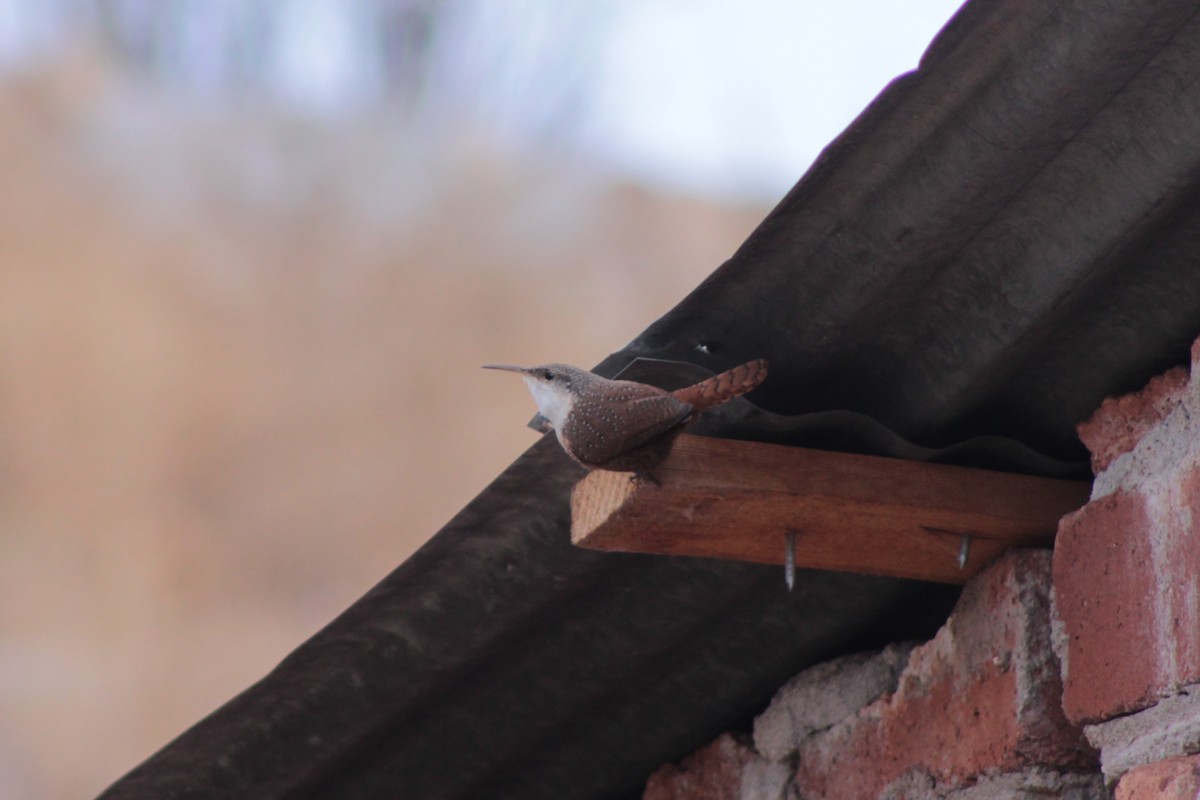 střízlík kaňonový - ML649191882