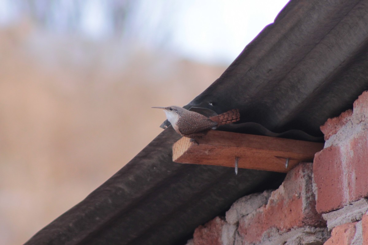 střízlík kaňonový - ML649191883