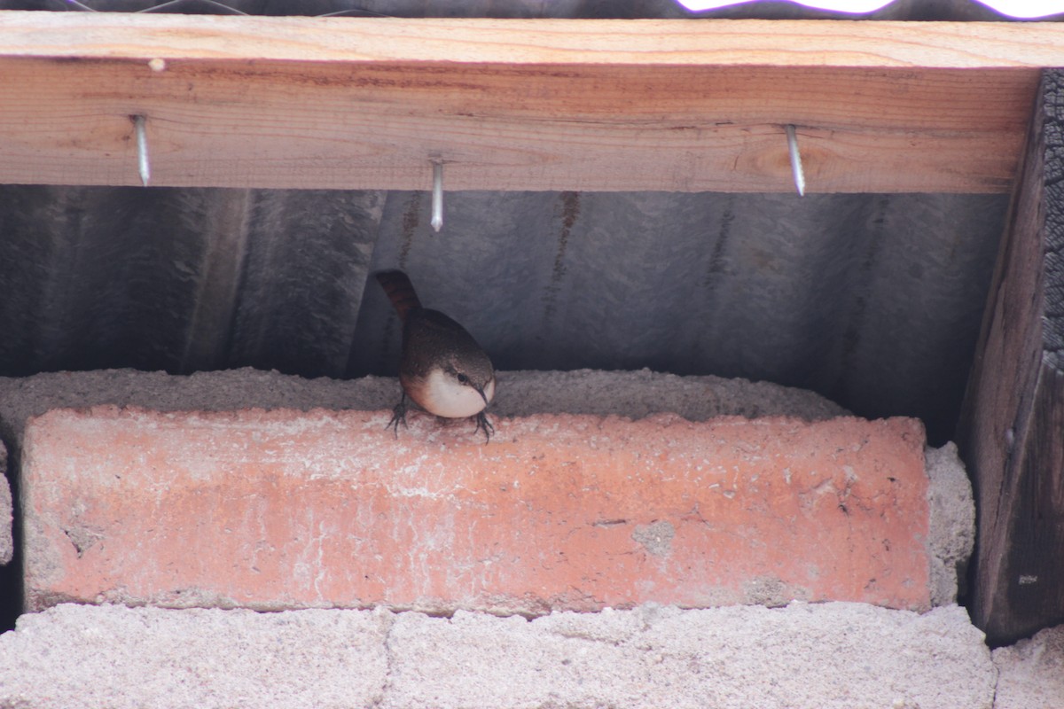 střízlík kaňonový - ML649191884