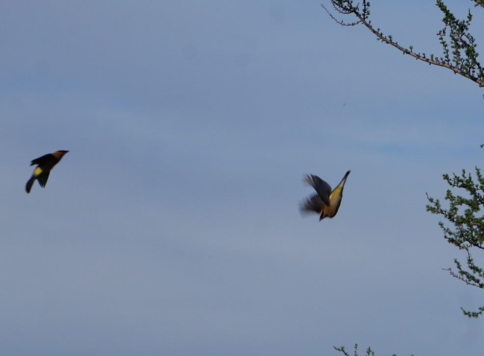 ציצנית אמריקנית - ML649191950