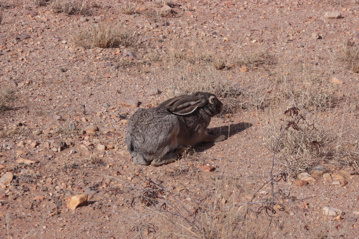 Animals - ML649191956