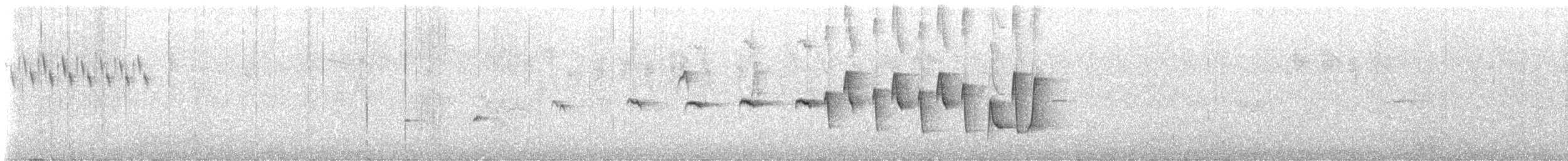 Noisy Scrub-bird - ML649191997