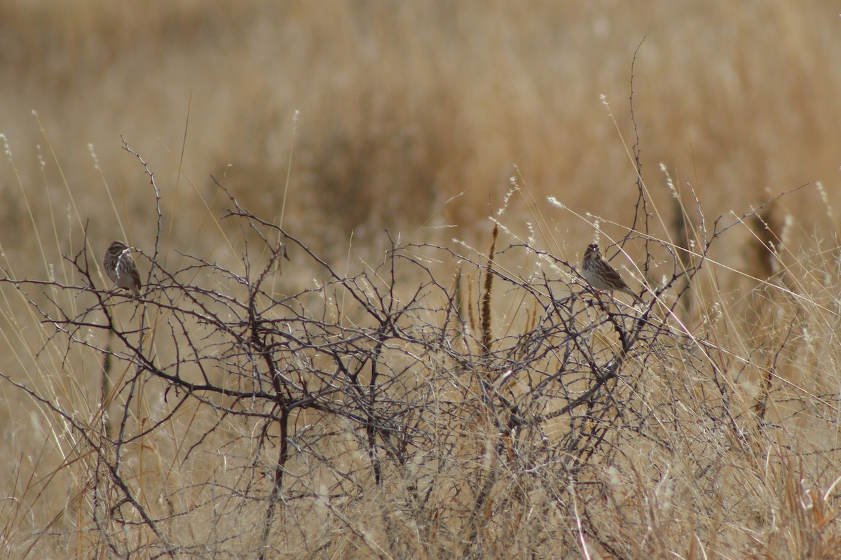 strnadec luční - ML649192017