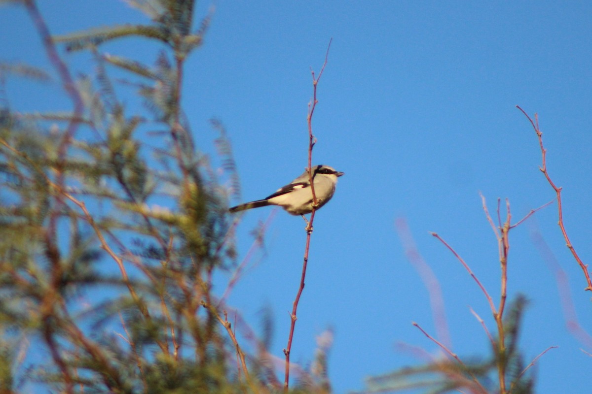 ťuhýk americký - ML649192035