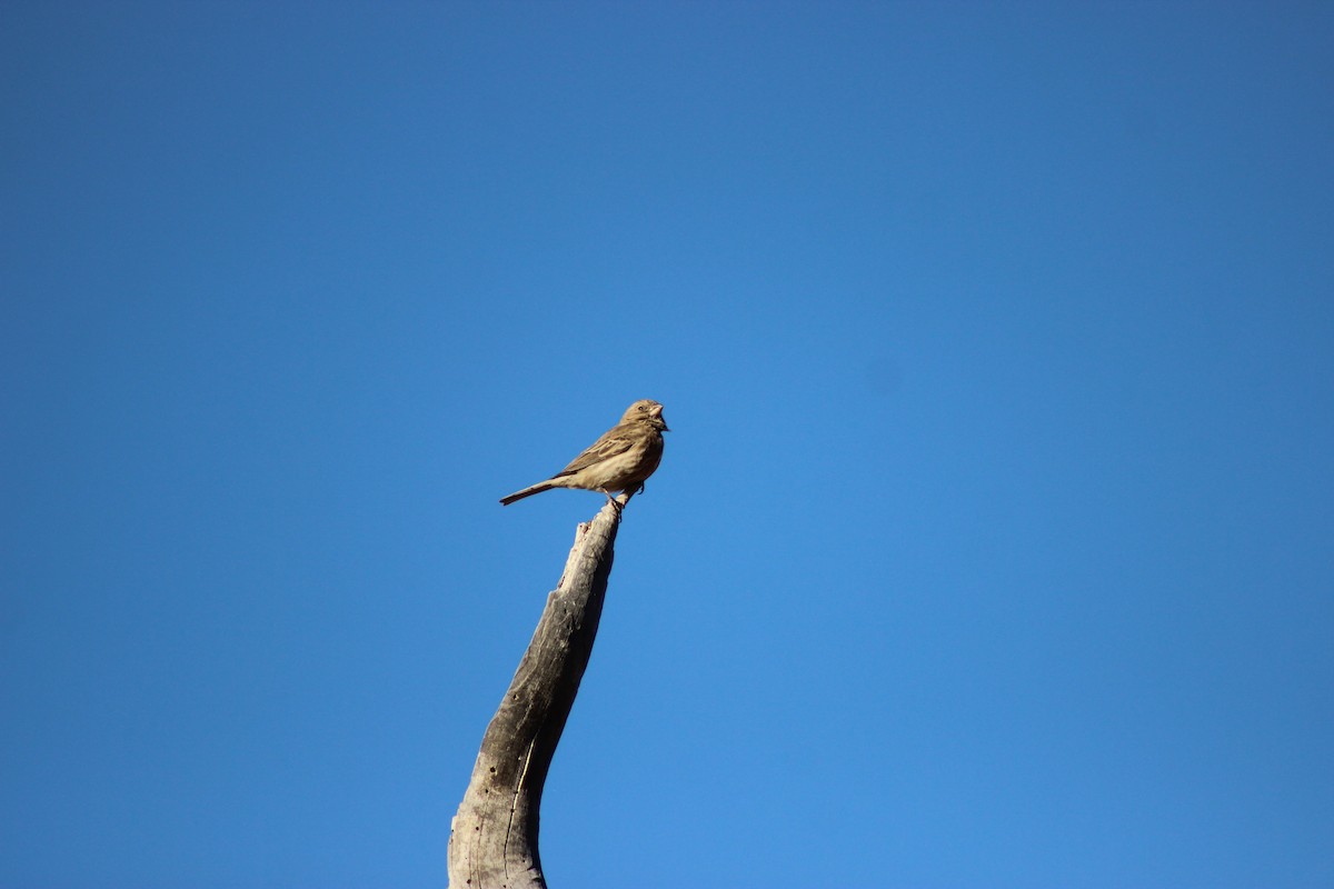 hýl rudoprsý - ML649192050