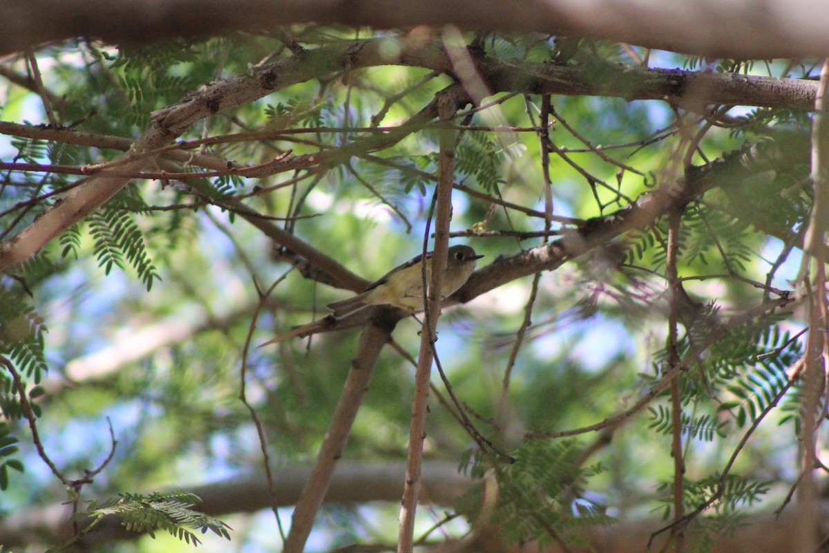 králíček americký - ML649192083