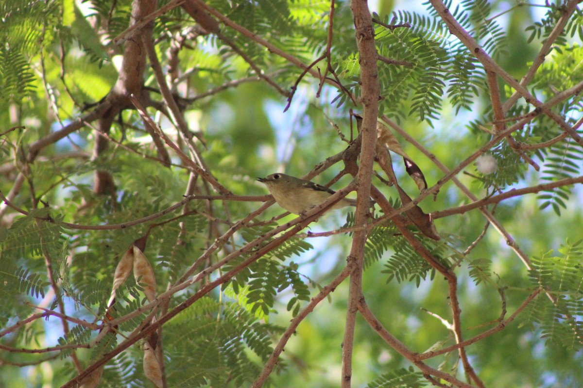 králíček americký - ML649192084