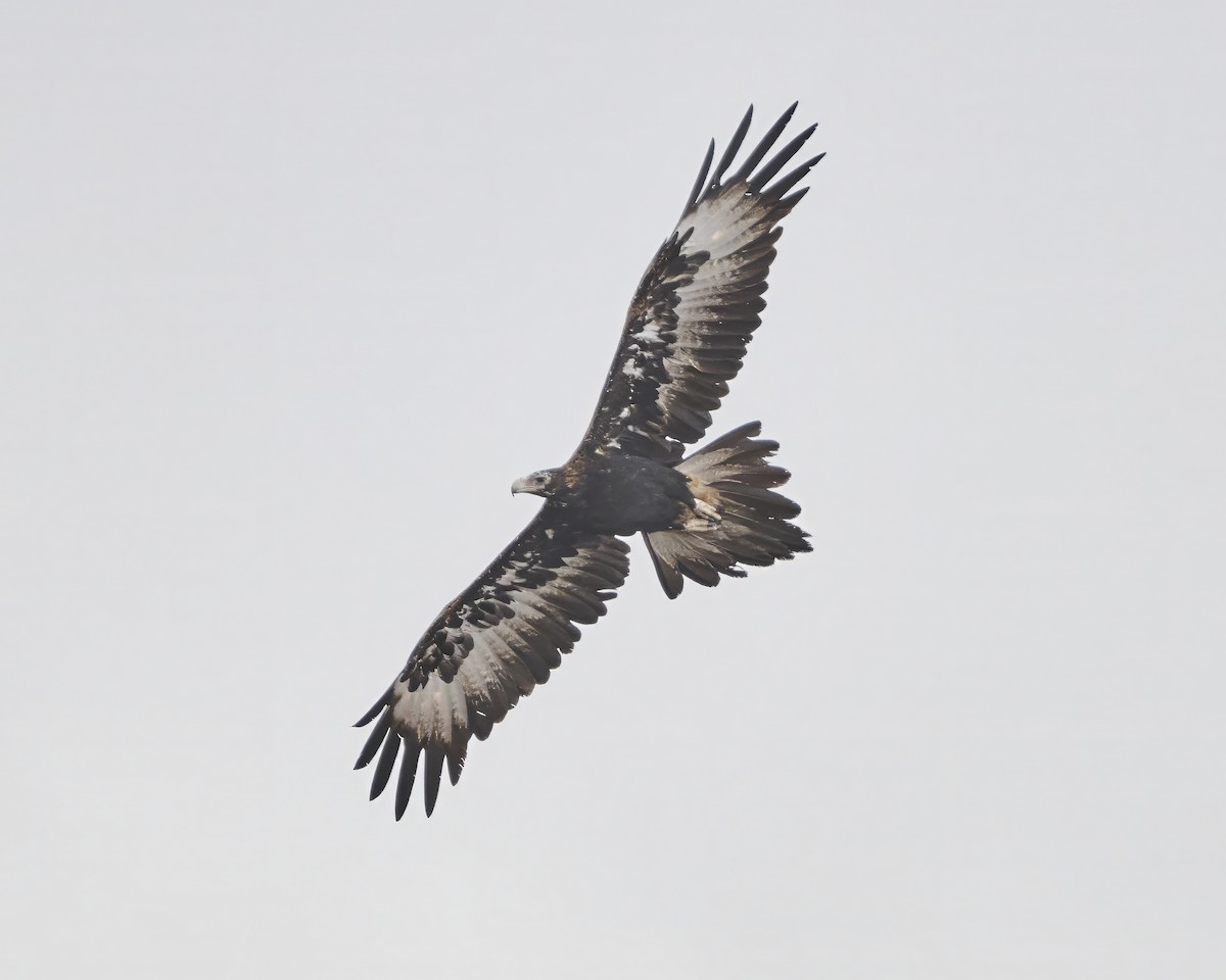 Wedge-tailed Eagle - ML649192112