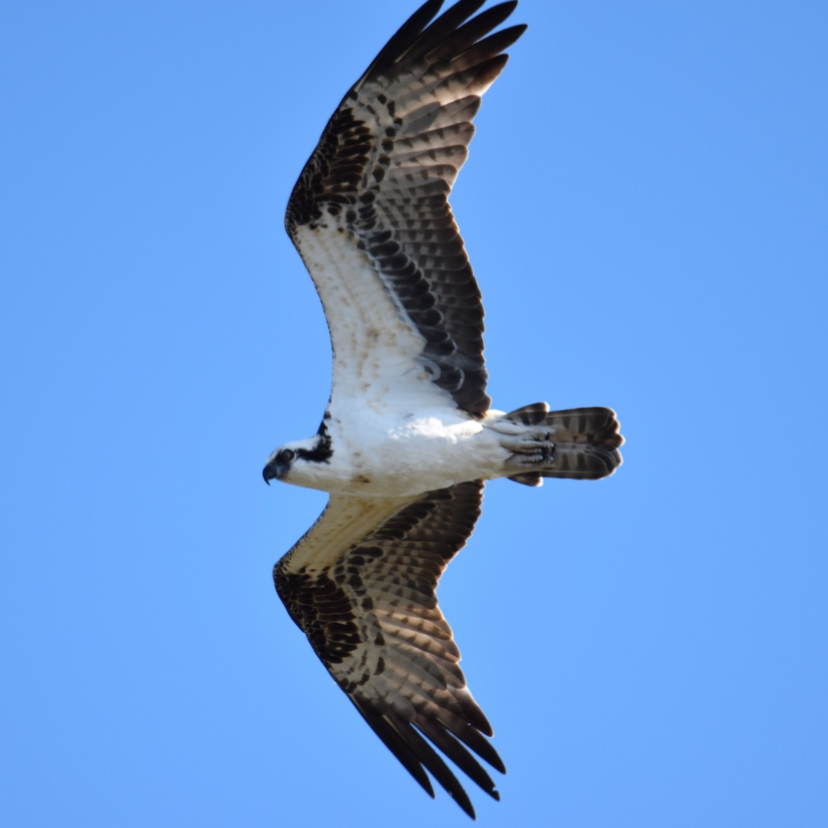 ミサゴ - ML649192306