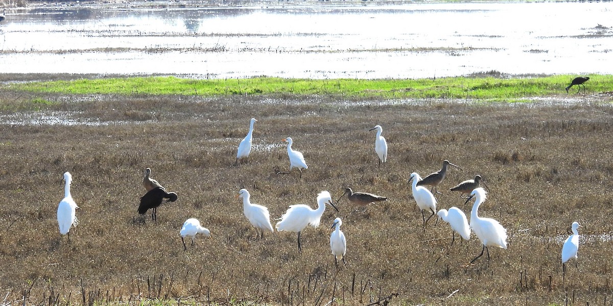 ユキコサギ - ML649192310