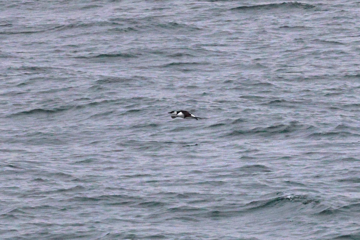 ウミガラス - ML649192311