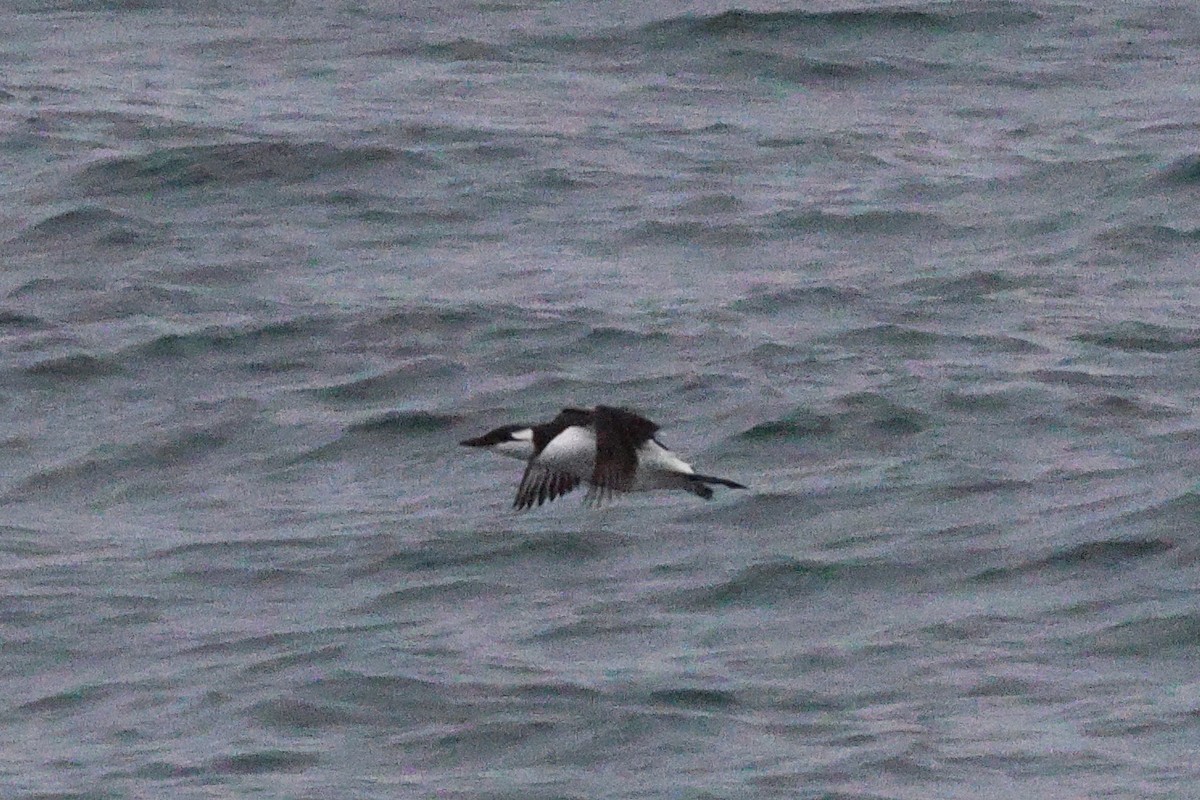 ウミガラス - ML649192312